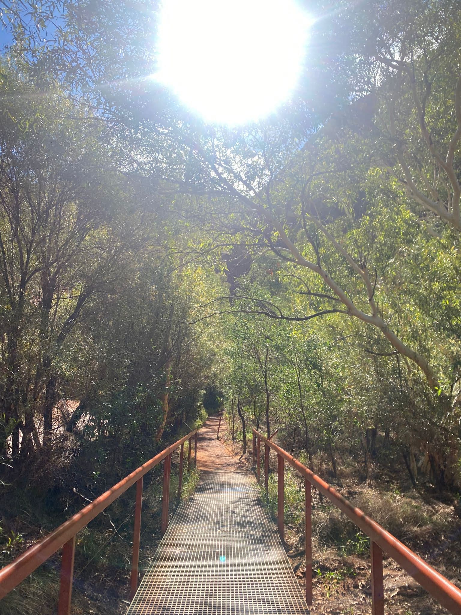 A sunlit path through trees, with bright light shining at the end.