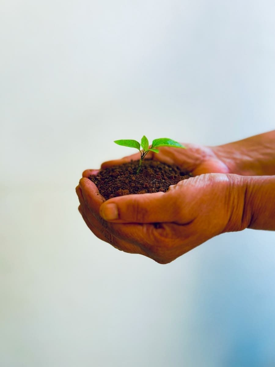 Hands holding soil with a small green seedling growing in it.